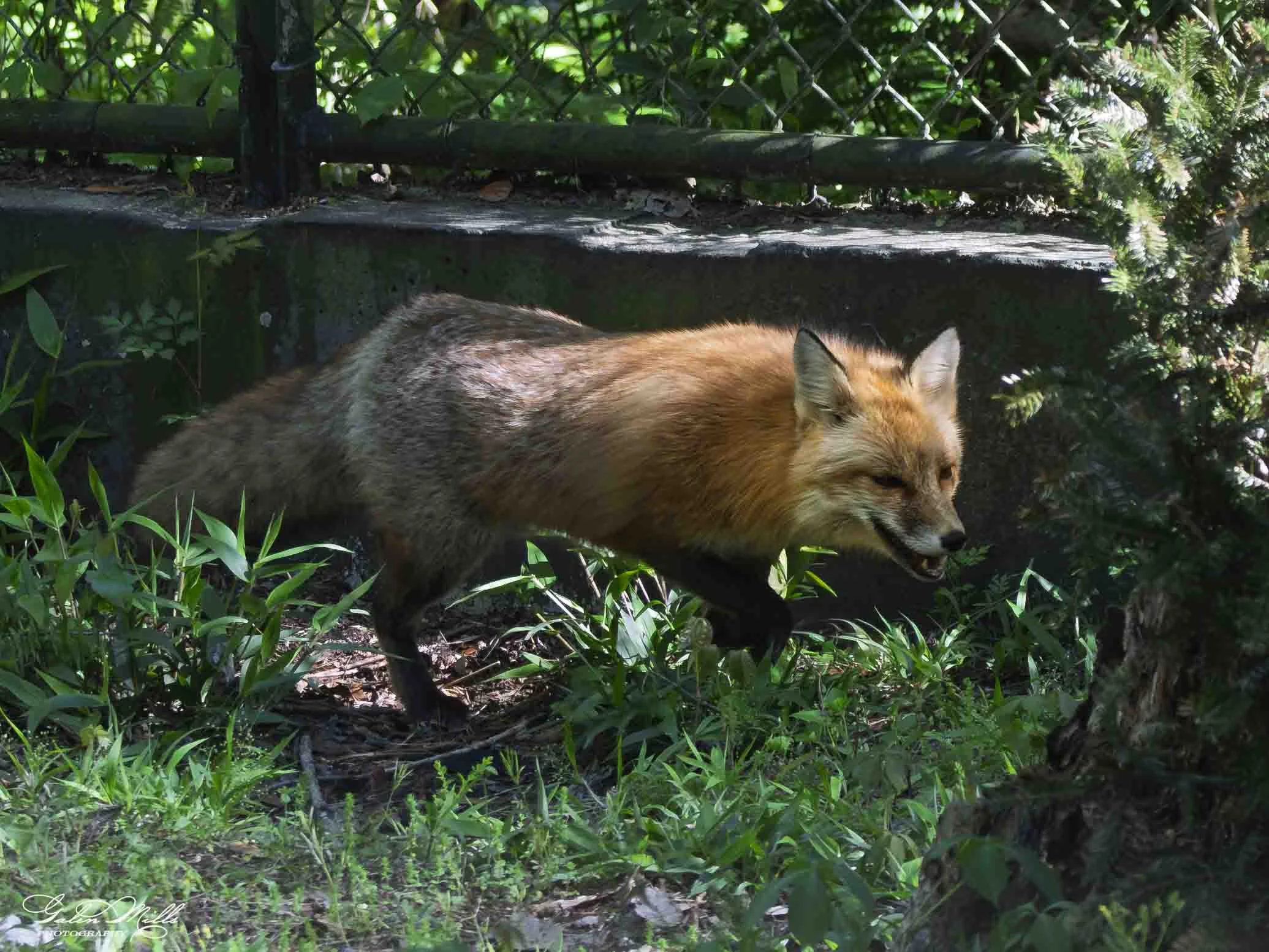 SS Wildlife a-85.jpg