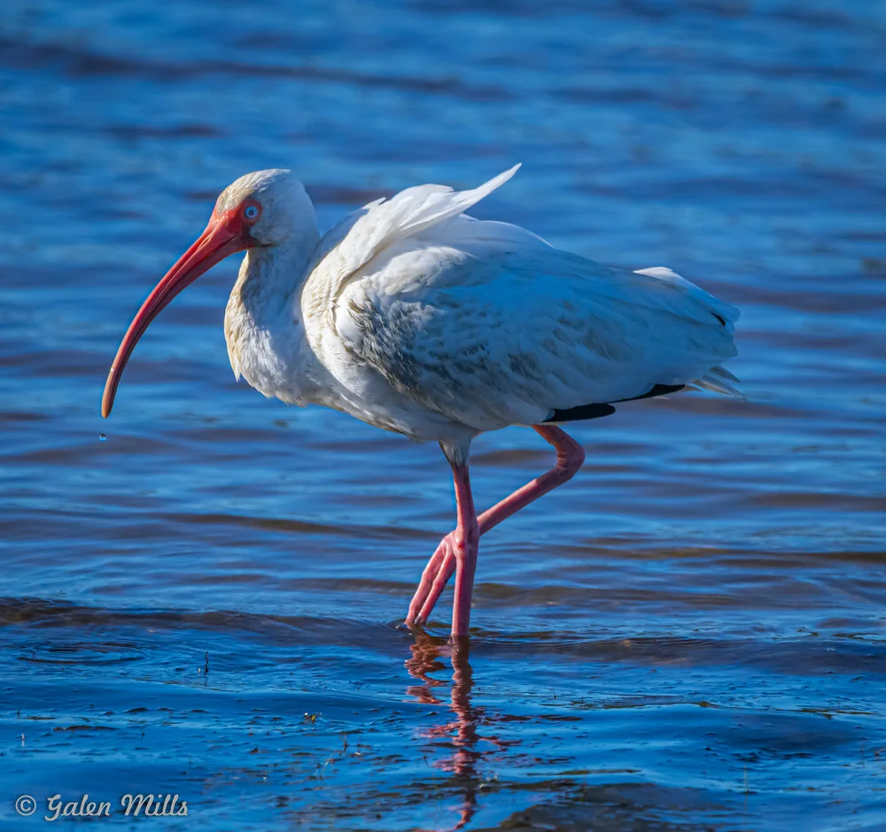 A white ibis with long red bill and pink legs standing in shallow blue water.