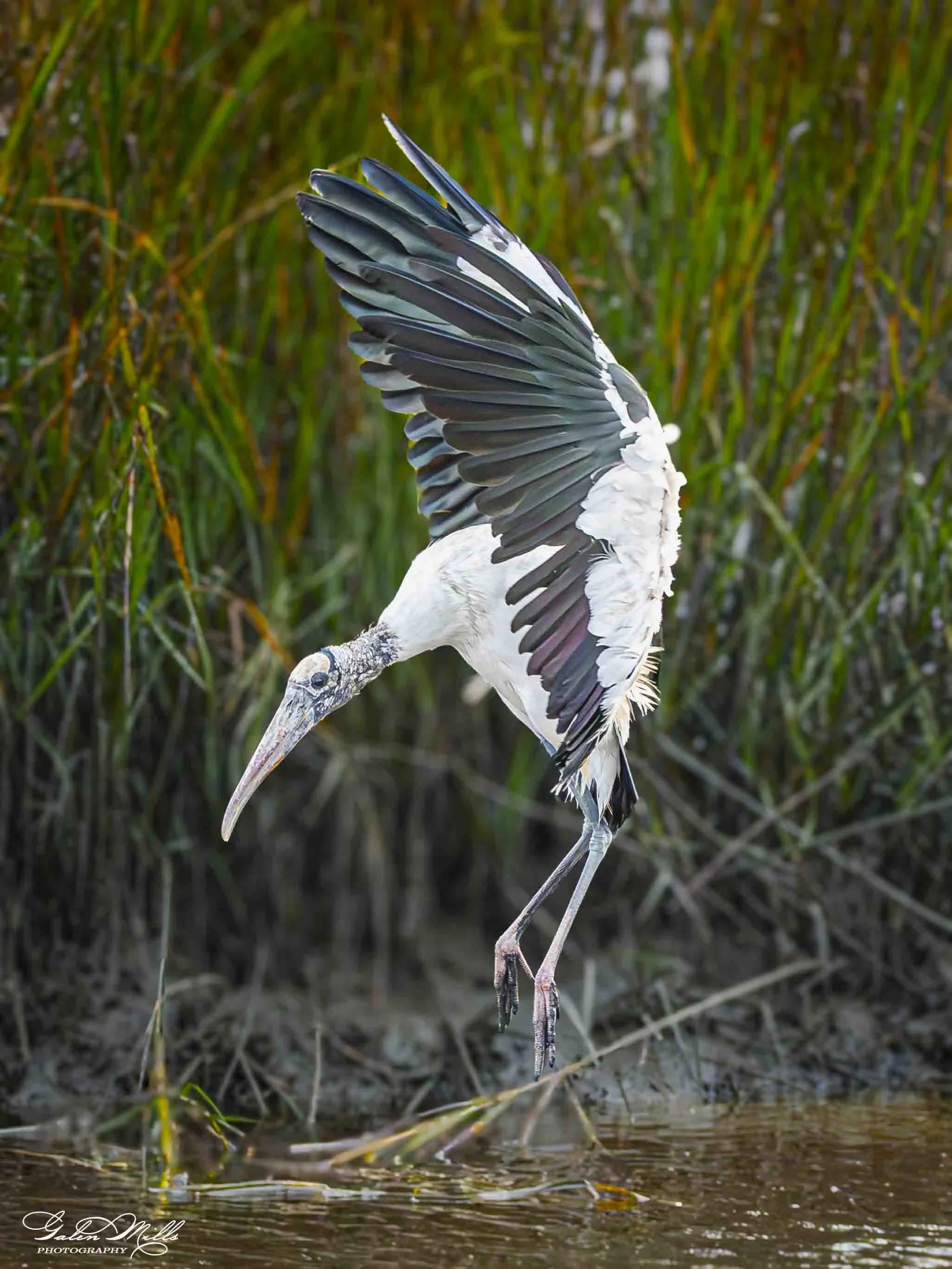 A stork standing on one leg in shallow water, with wings partially extended, surrounded by tall green reeds.