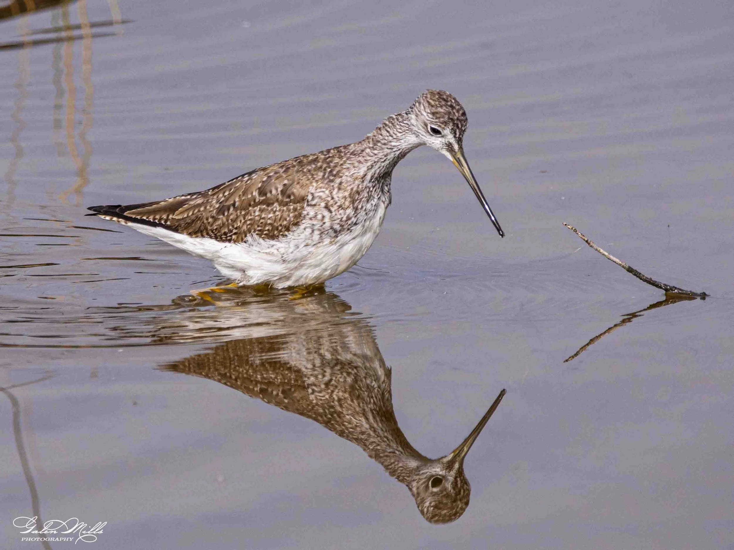 Water birds  Horz-12.jpg