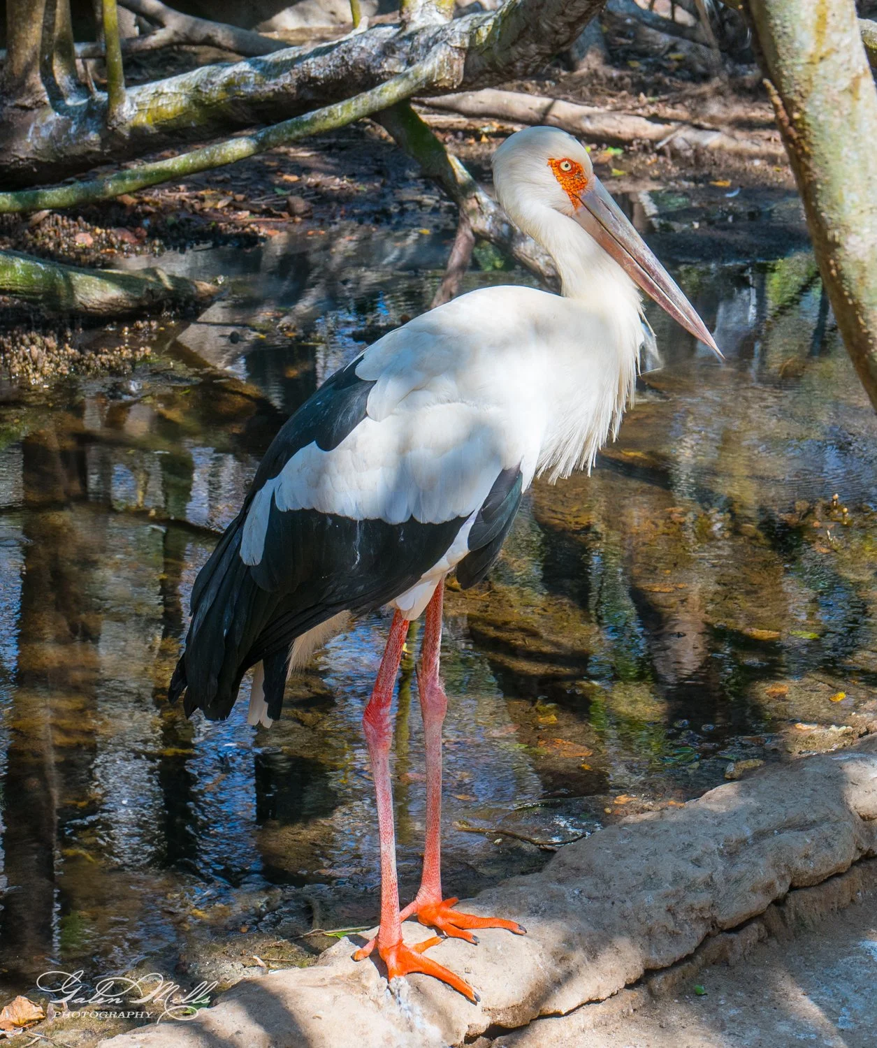 A stork standing by a water stream in a wooded area.