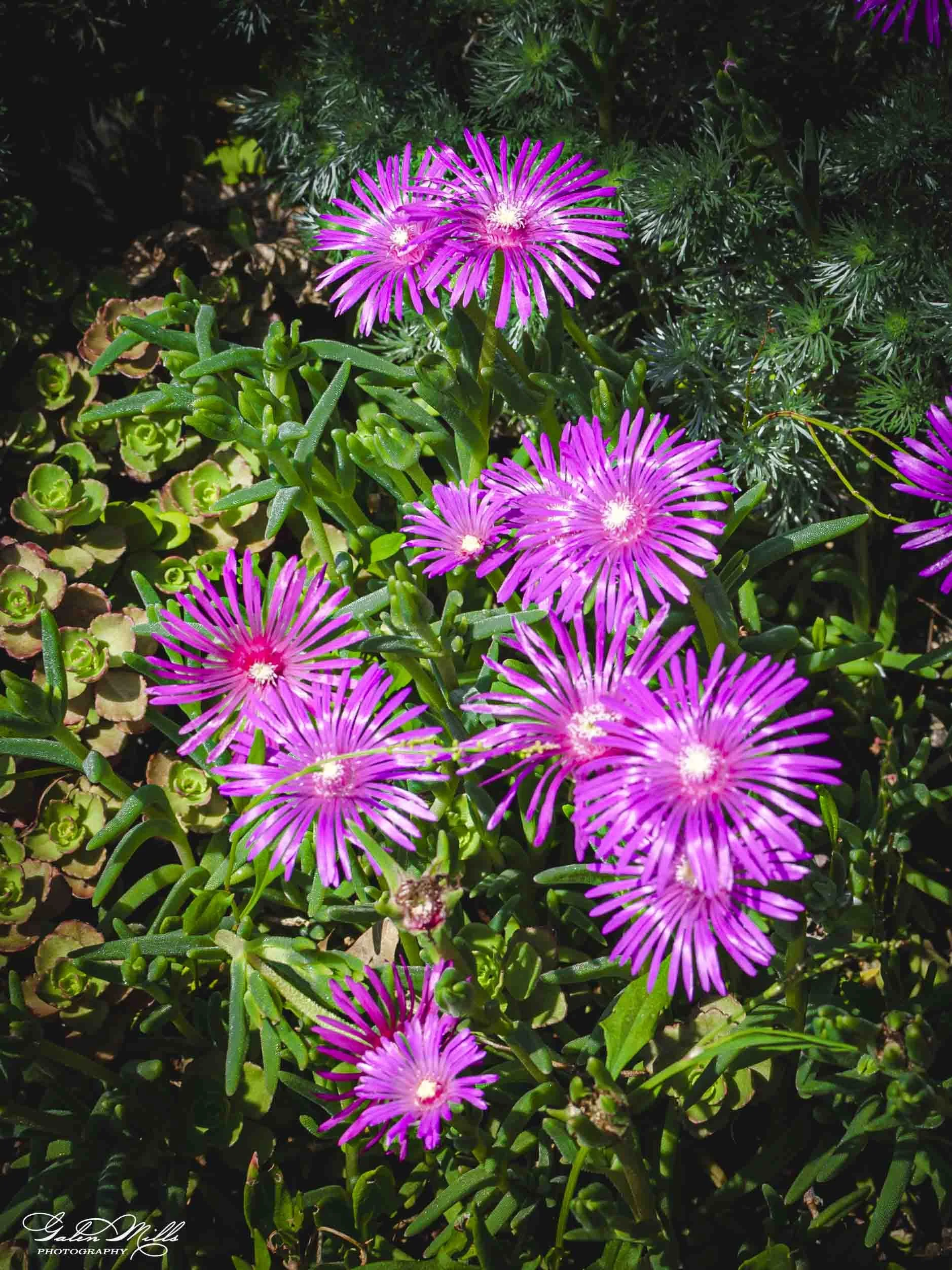 Bright pink flowers with long, thin petals amidst green foliage.