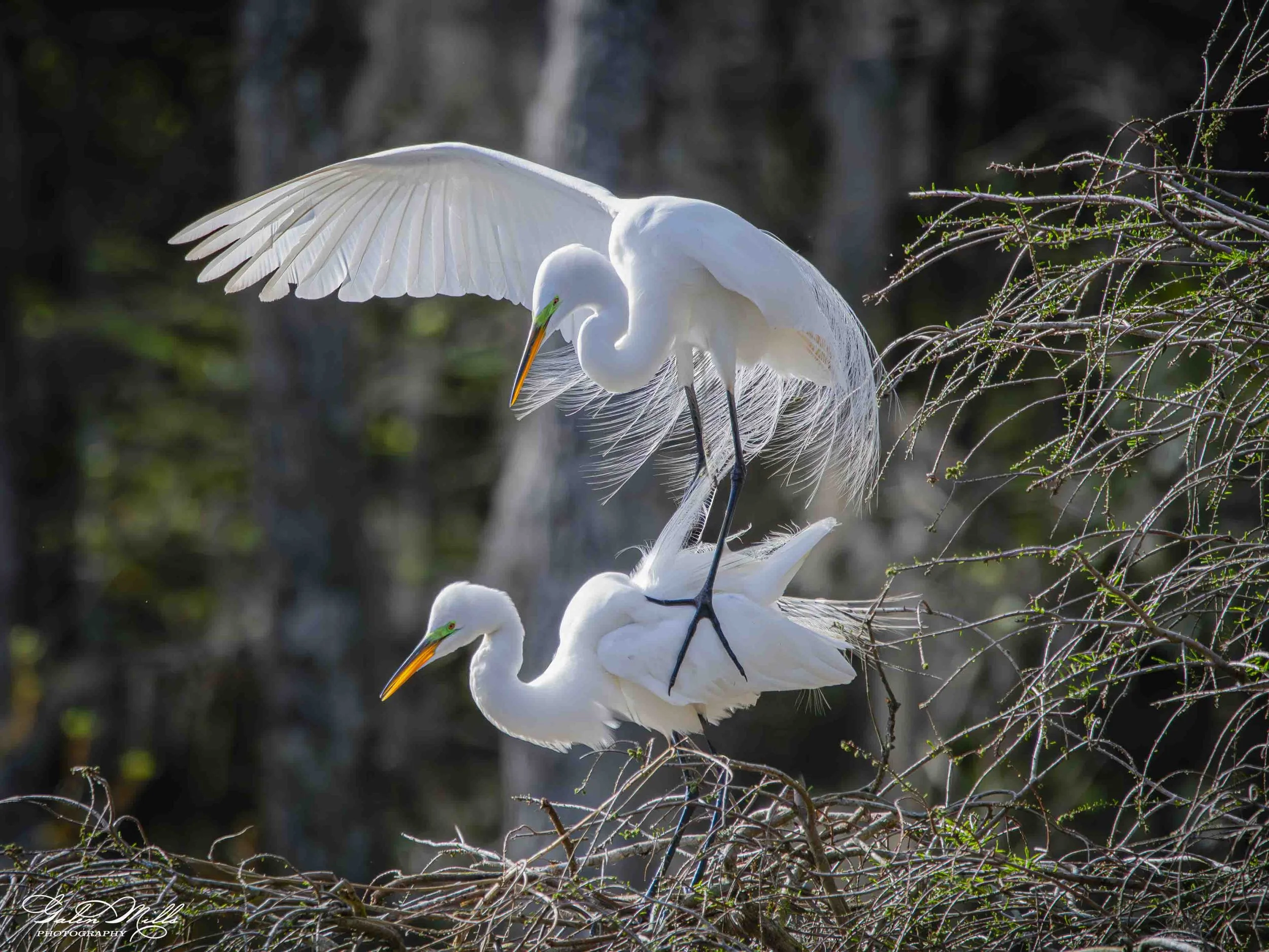 Water birds  Horz-57.jpg