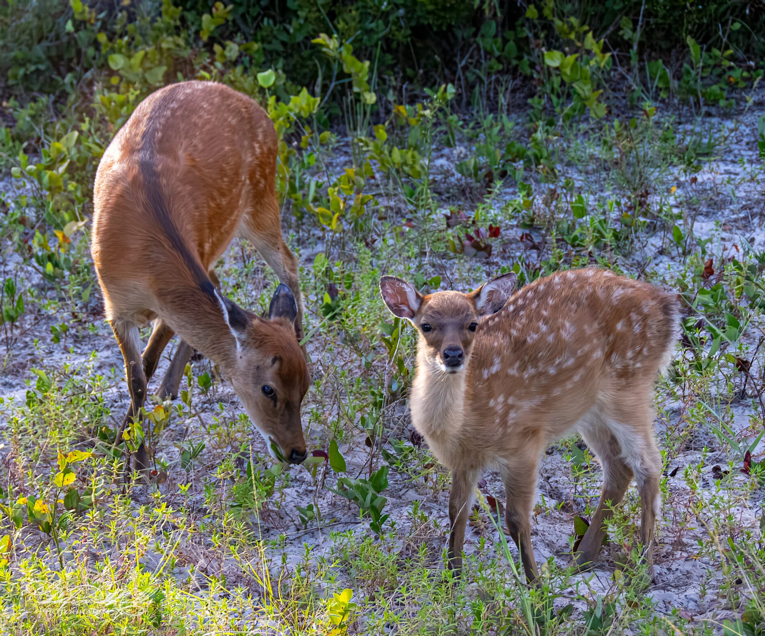 A doe and a fawn grazing in a grassy area with small plants and shrubs.