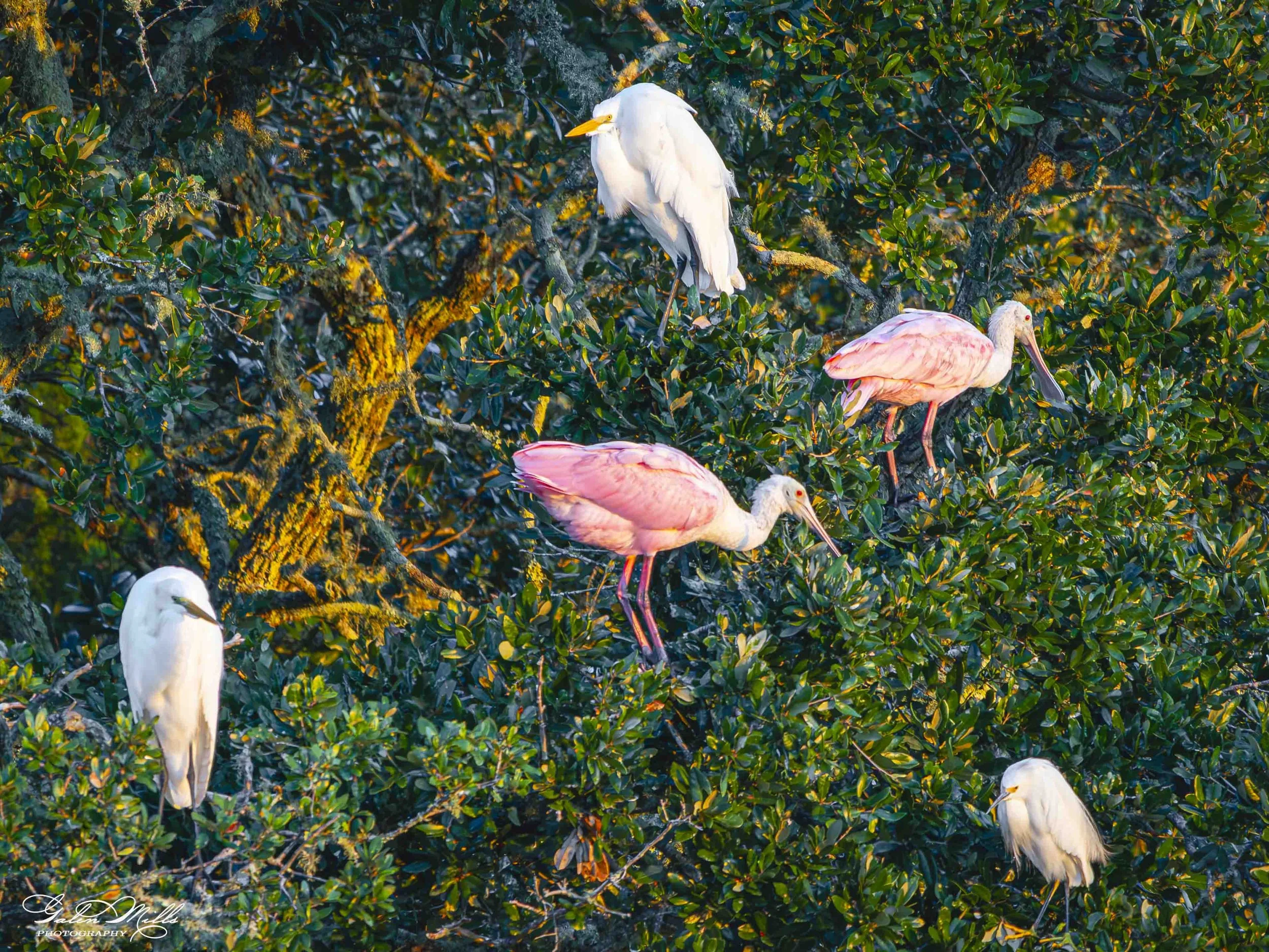 Group of white egrets and roseate spoonbills standing on green leafy branches of a tree.
