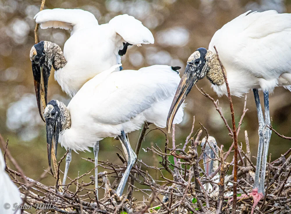 Wood storks standing on a nest made of branches in a tree, with white plumage and dark, featherless heads and beaks.