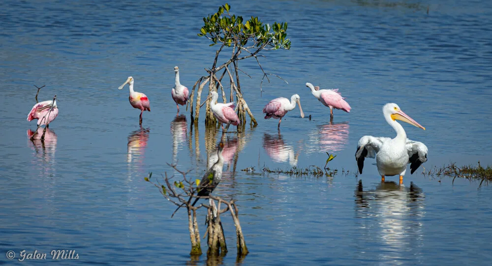 Group of birds, including pink roseate spoonbills and a white pelican, standing in shallow water with some small trees.