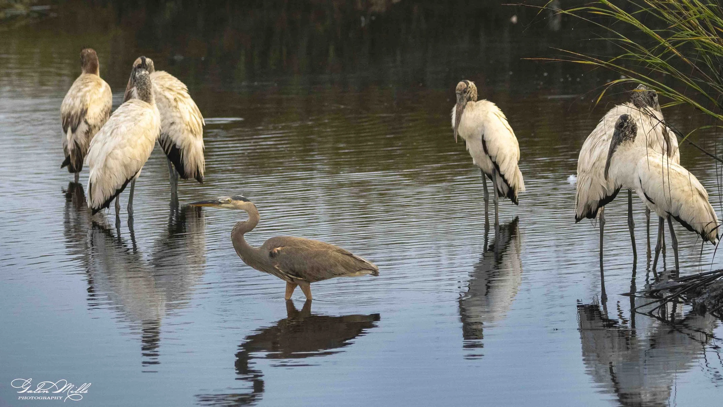 Group of six storks standing in shallow water with a brown heron in the foreground, some overhanging grass on the right side.