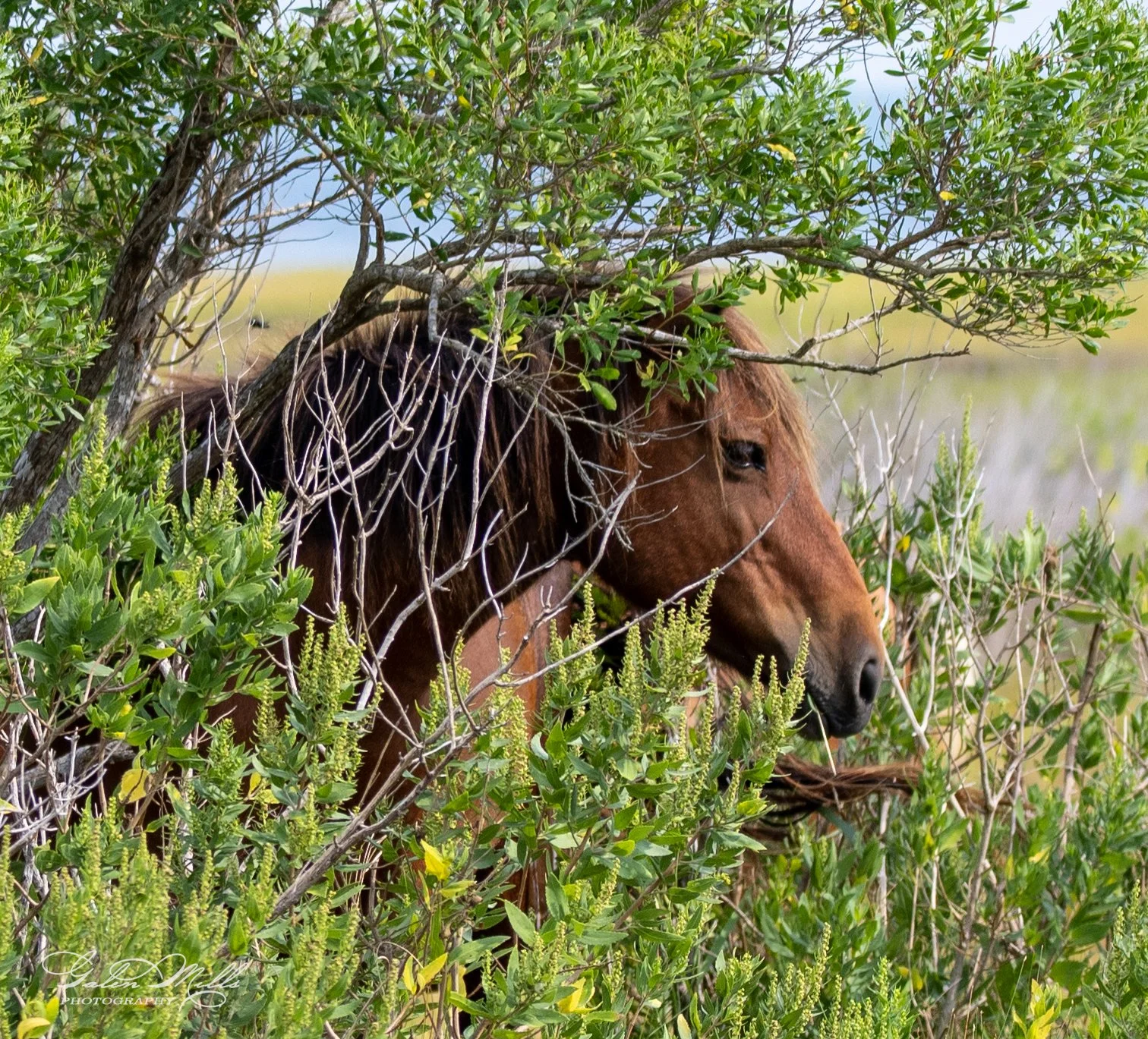Wild horse partially hidden among lush green vegetation with branches and leaves.