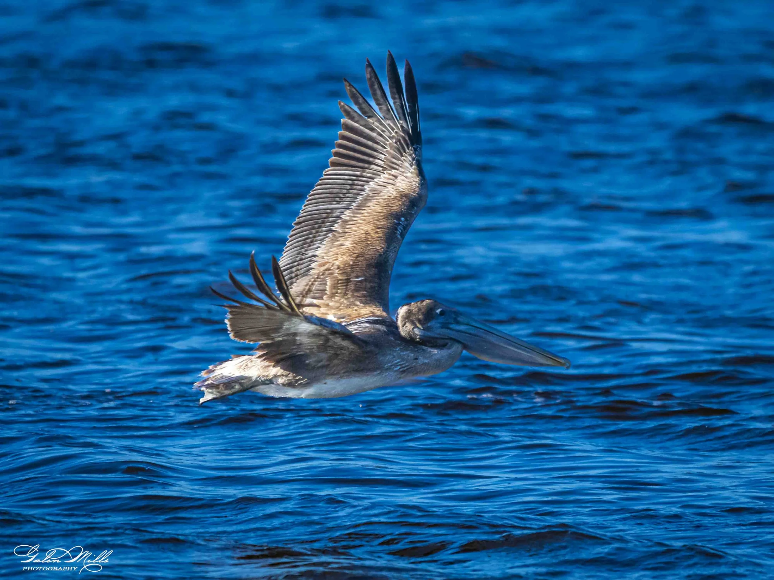 Water birds  Horz-15.jpg