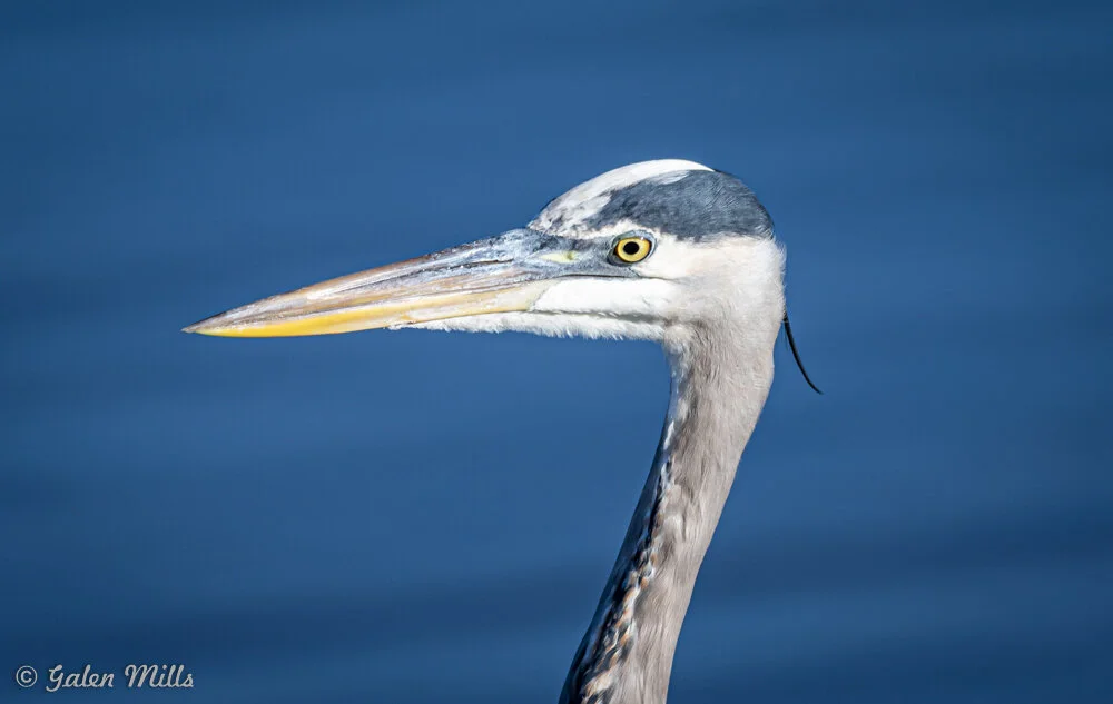 Close-up of a great blue heron with a blurred blue background.