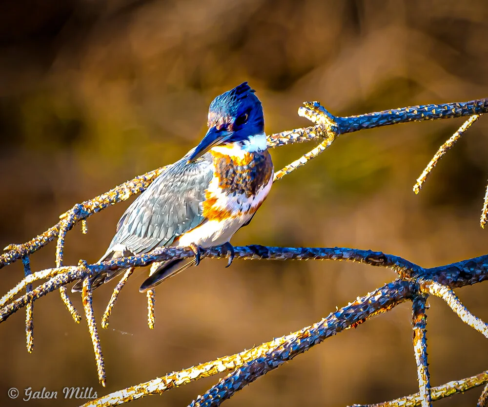 Male belted kingfisher perched on a branch with a blurred background.
