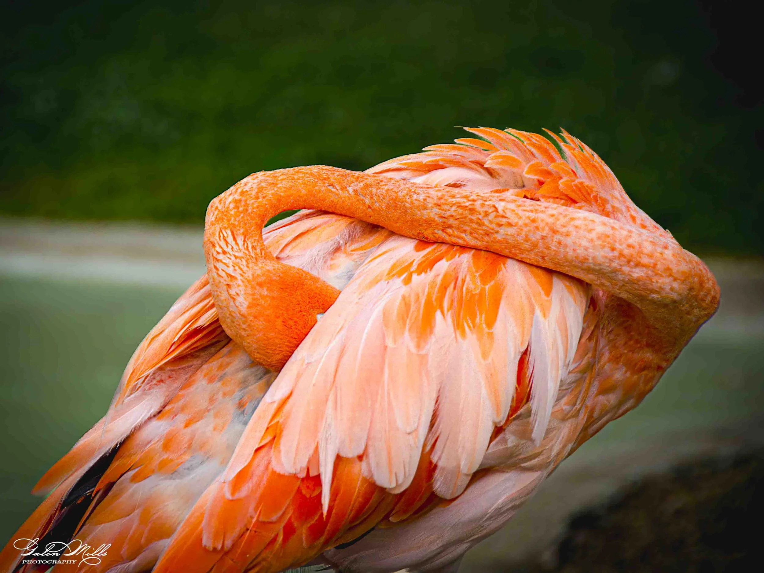Close-up of an orange flamingo's head and neck with a green blurred background.
