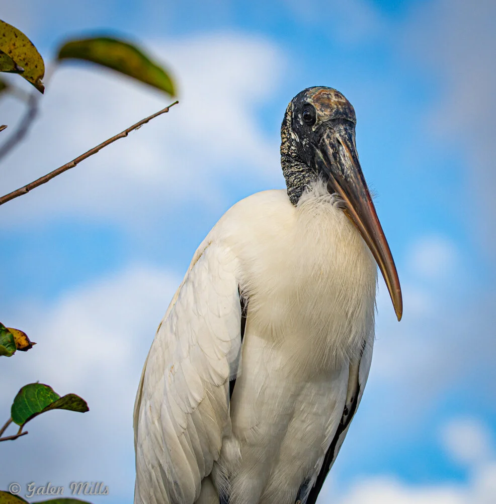 Wood stork against a blue sky with leaves in the foreground.