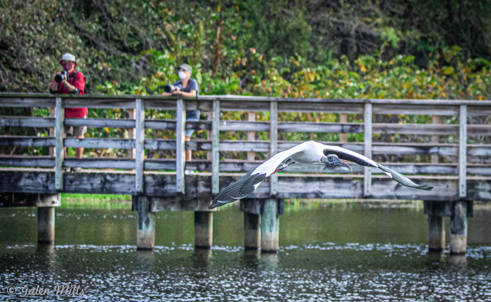 Wood stork flying over water near a wooden bridge with photographers observing.
