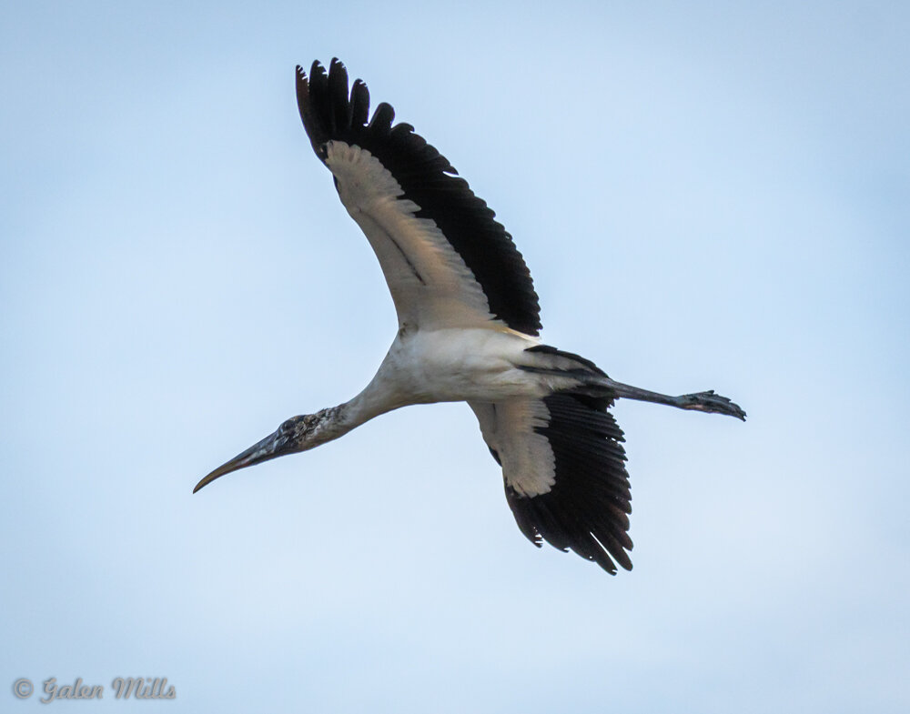 Wood stork flying in the sky