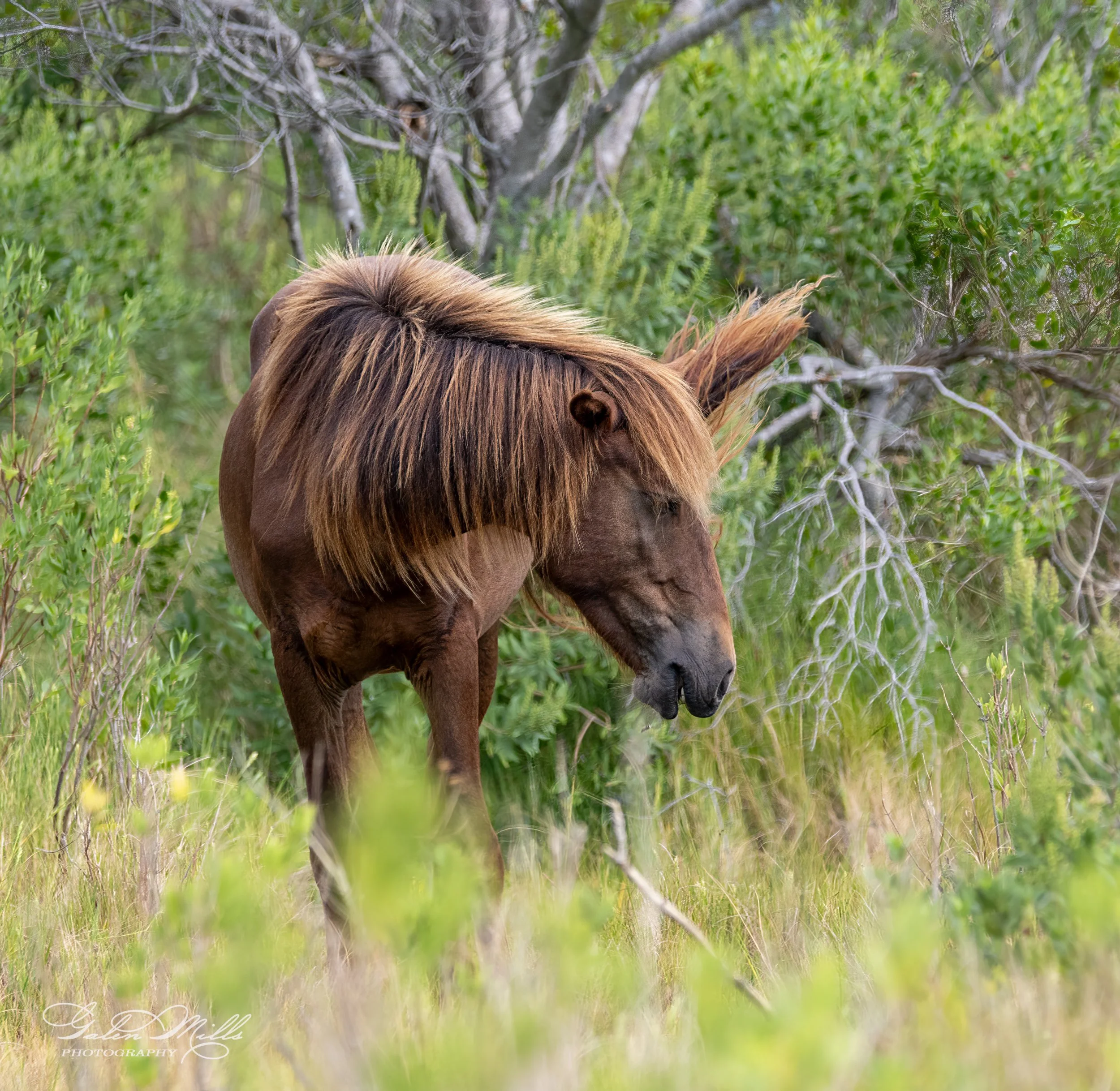 Wild horse grazing in dense greenery