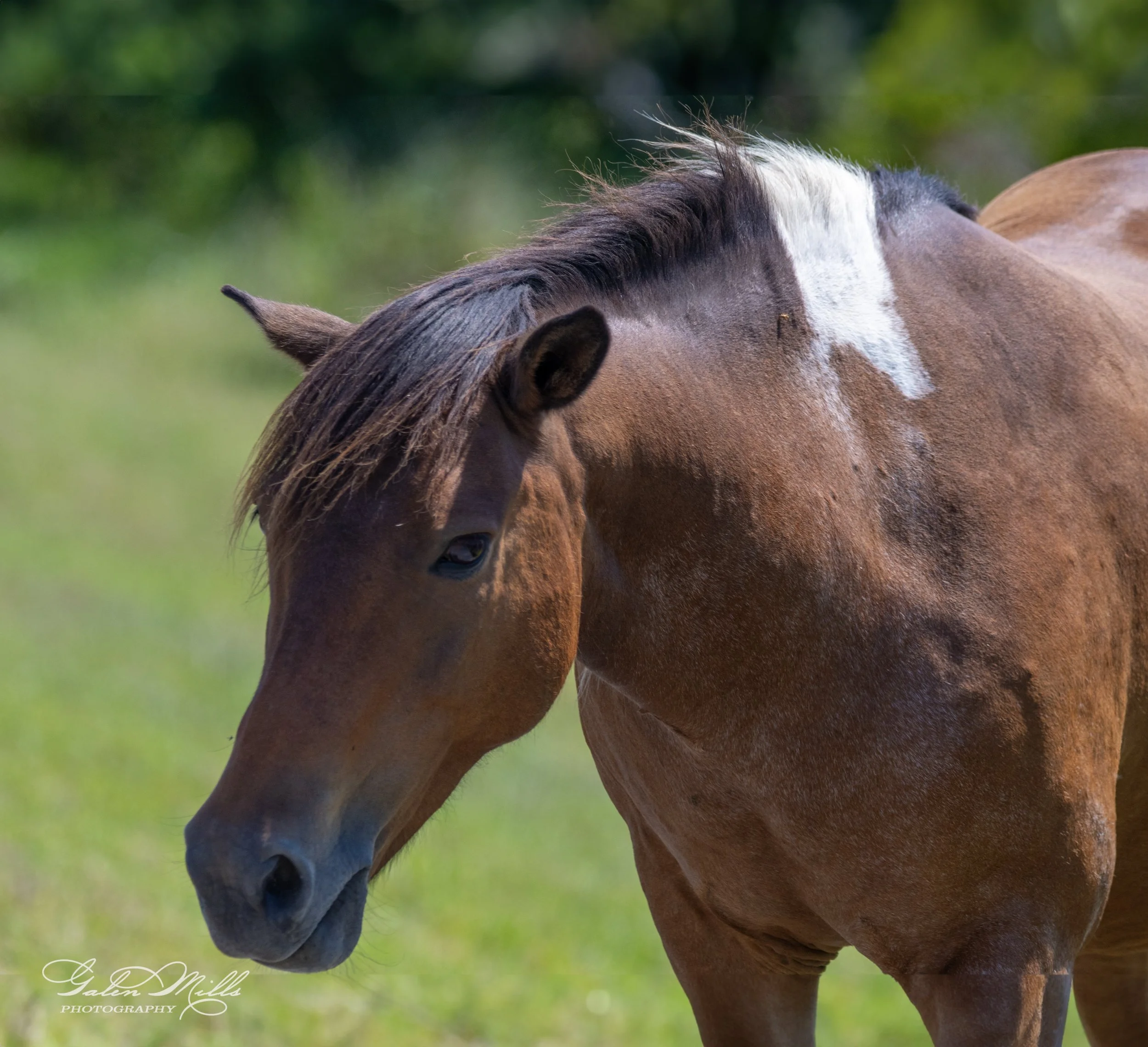 Close-up of a brown horse with a white mark on its neck, standing in a grassy field.