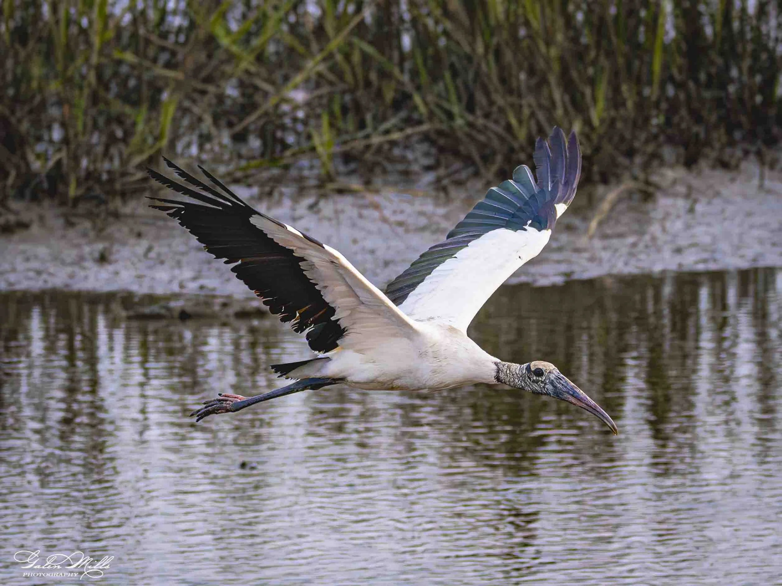 A stork flying low over a body of water.