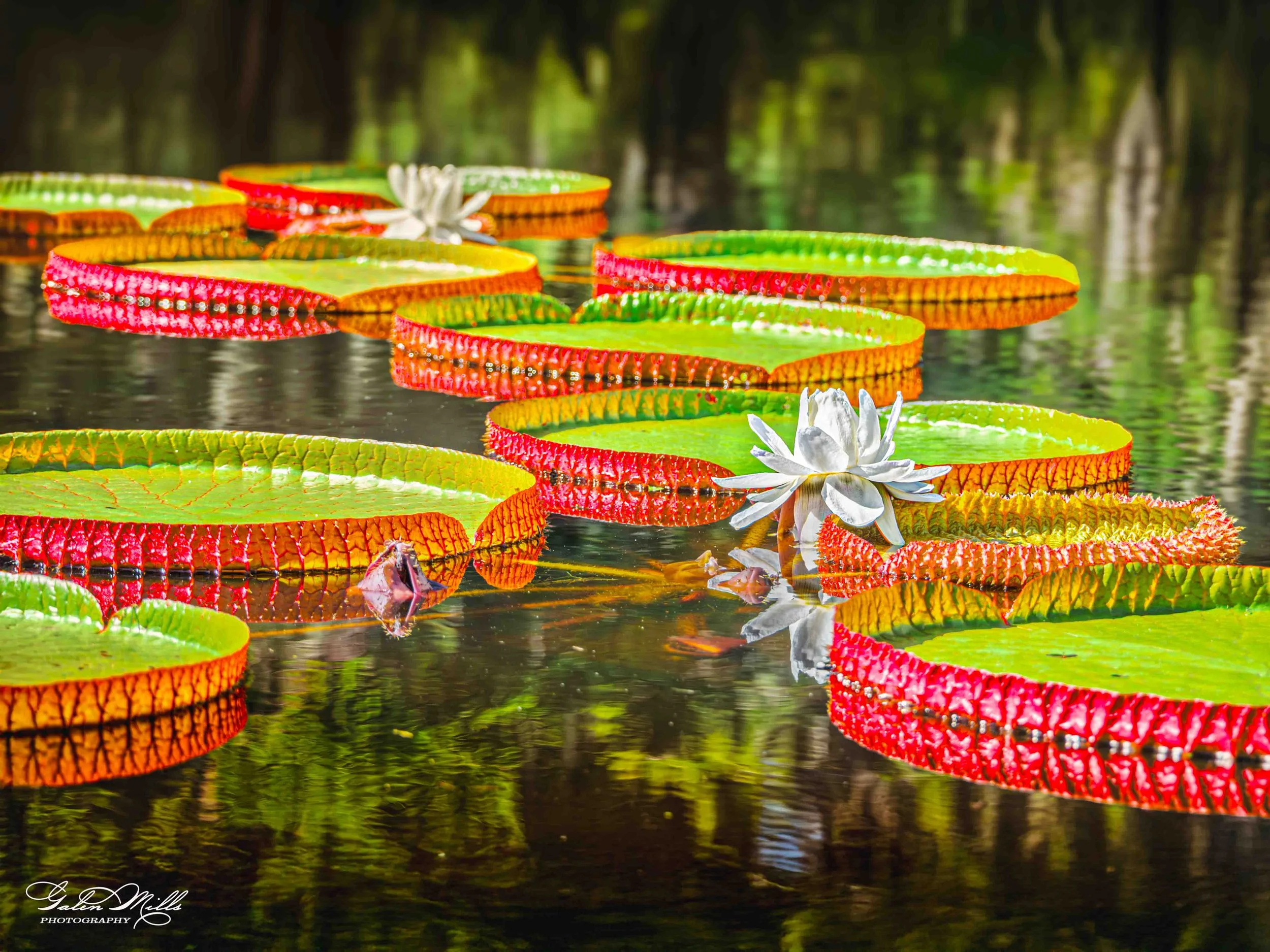 Victoria Water Lily Pads