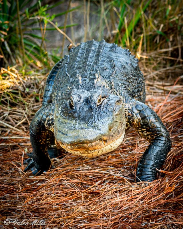 Alligator walking on dried pine needles with grass in the background.