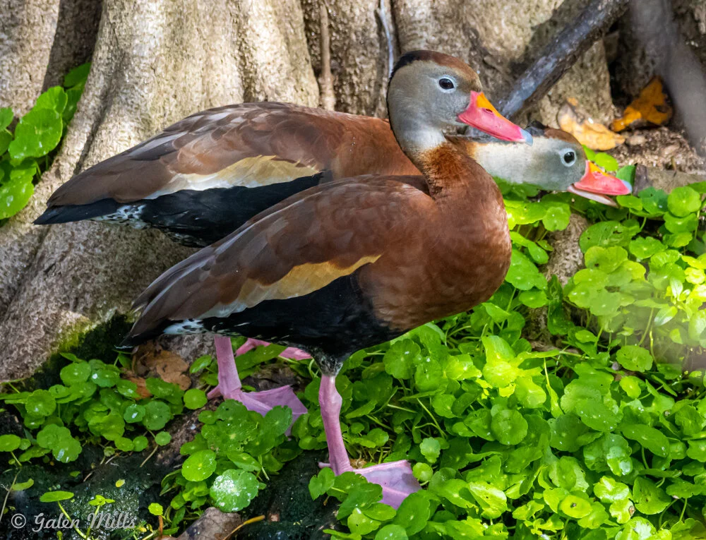 Two black-bellied whistling ducks standing on green foliage