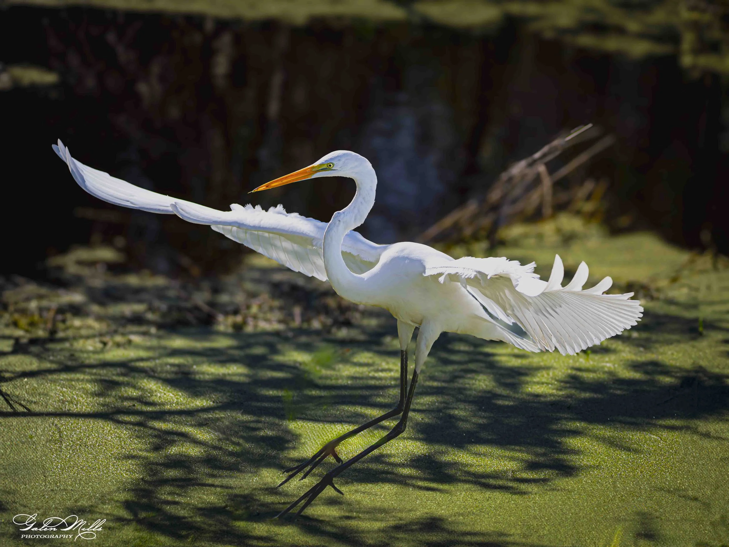 Water birds  Horz-61.jpg