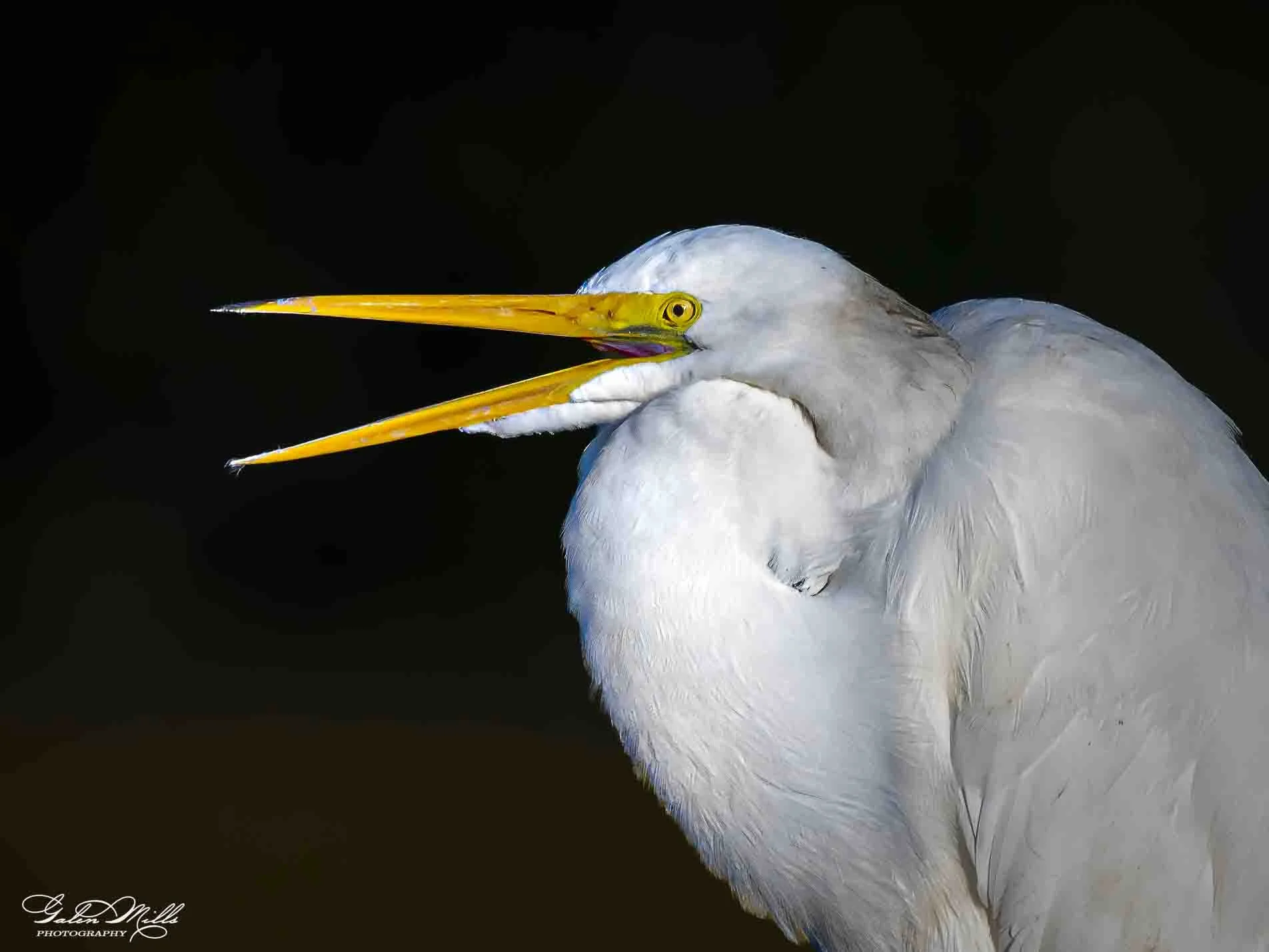 A close-up of a egret with a yellow beak, against a dark background.
