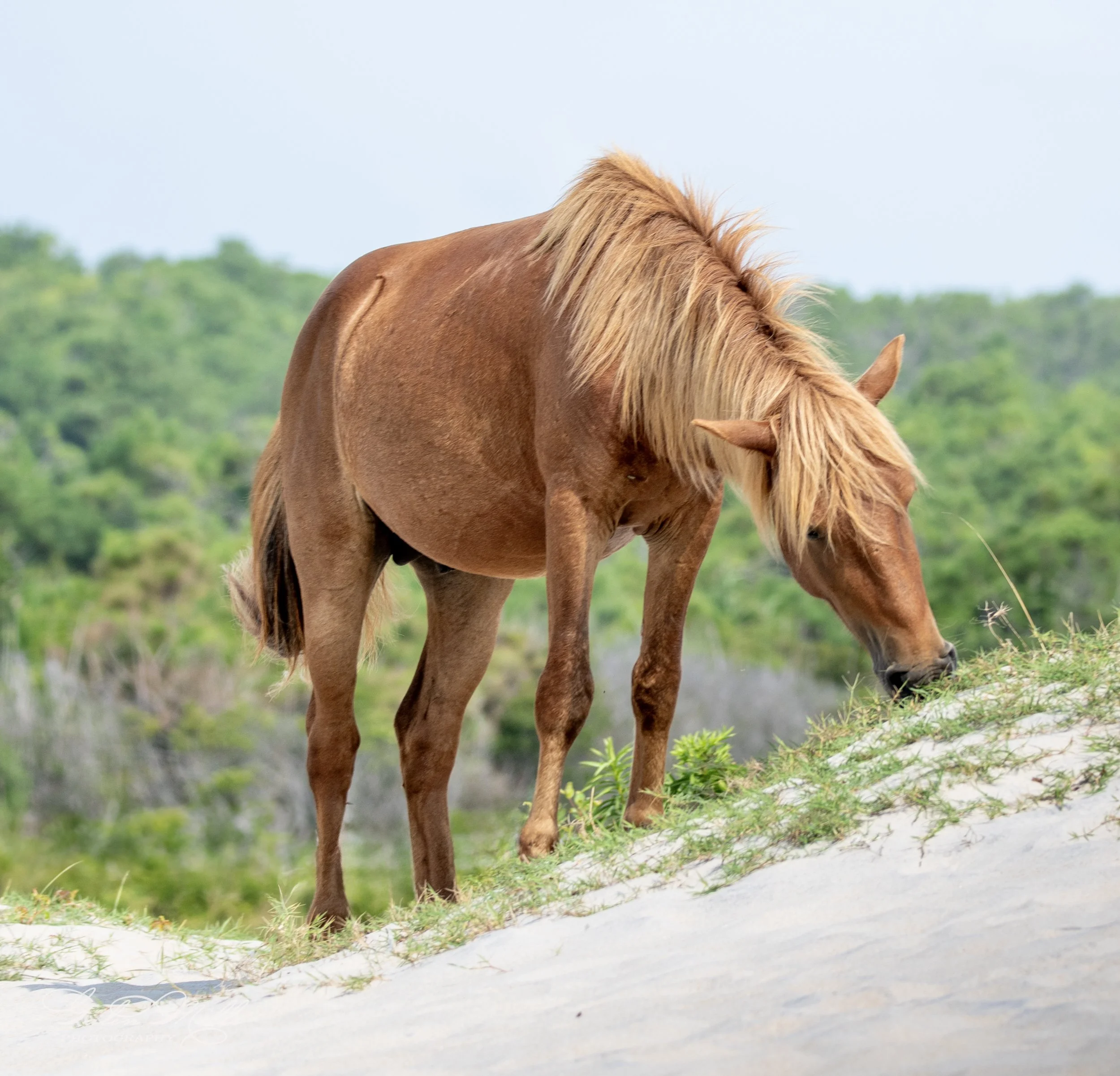 A wild horse grazing on a dune covered with grass in a natural setting.
