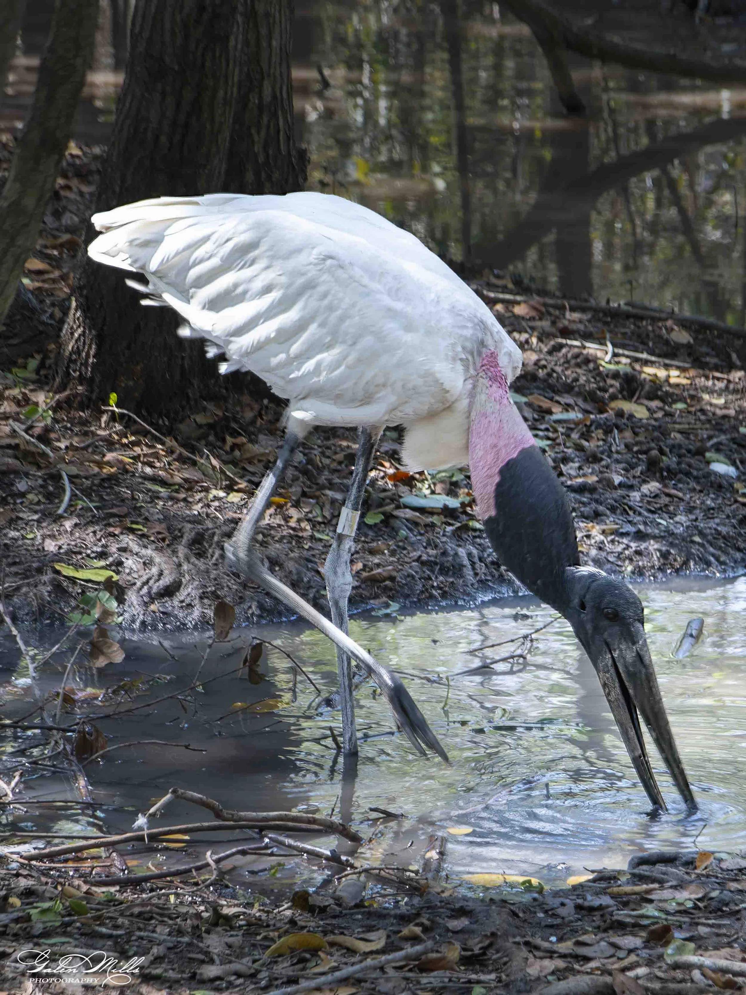 A stork, standing near a muddy water body in a forested area. The bird's head is lowered into the water, with a tree trunk and fallen branches visible around.