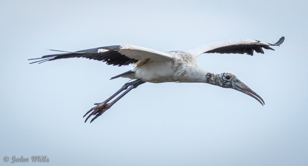 A wood stork flying with wings outstretched against a clear sky.