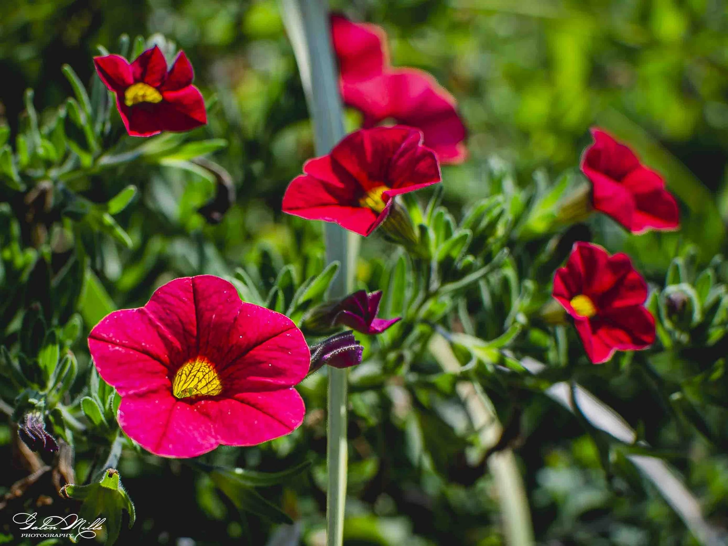 Close-up of vibrant red and yellow flowers with green foliage in the background.