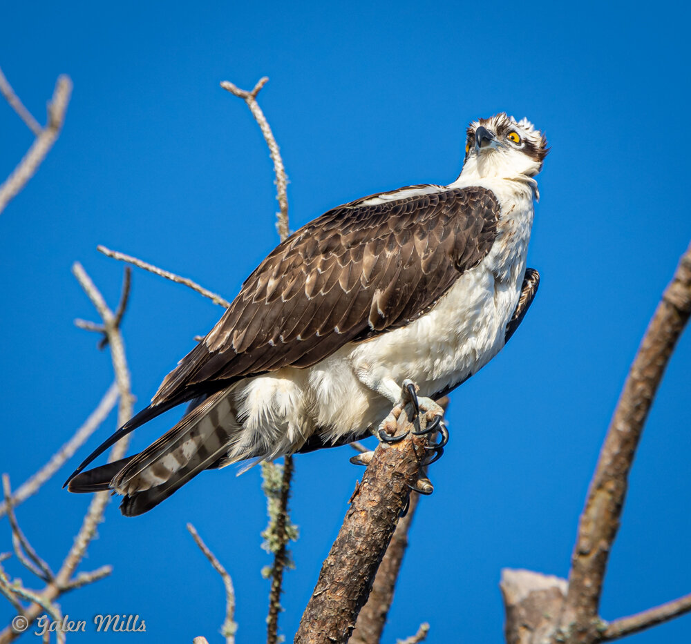 Osprey bird perched on tree branch against clear blue sky.