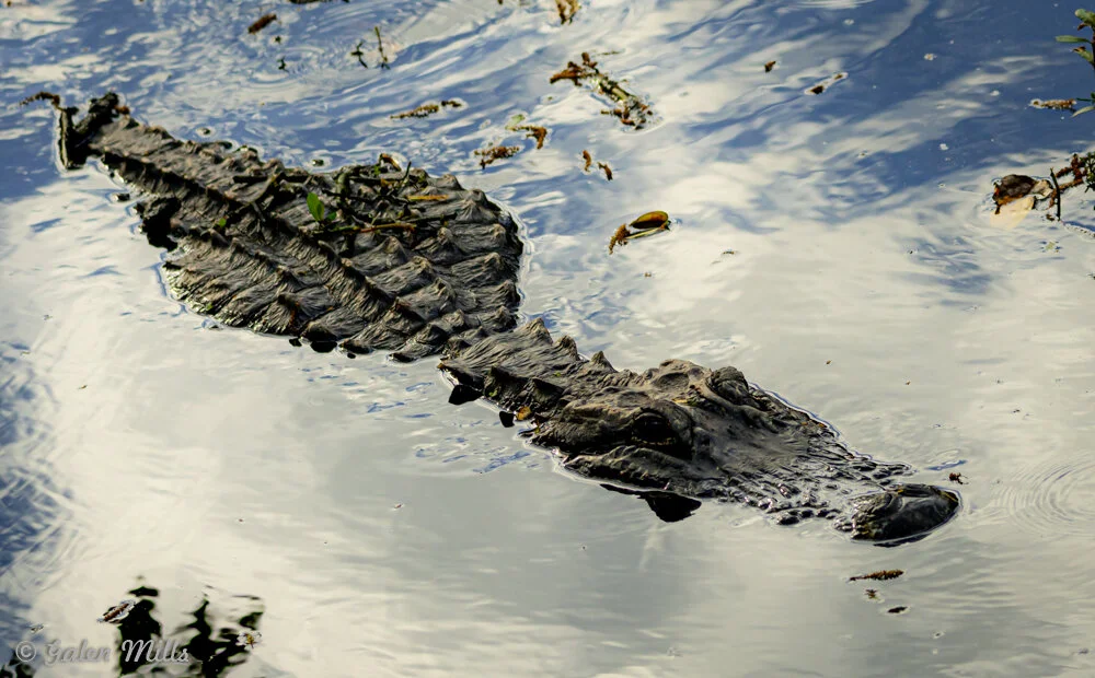 Alligator partially submerged in water with reflection of sky and surrounding vegetation.