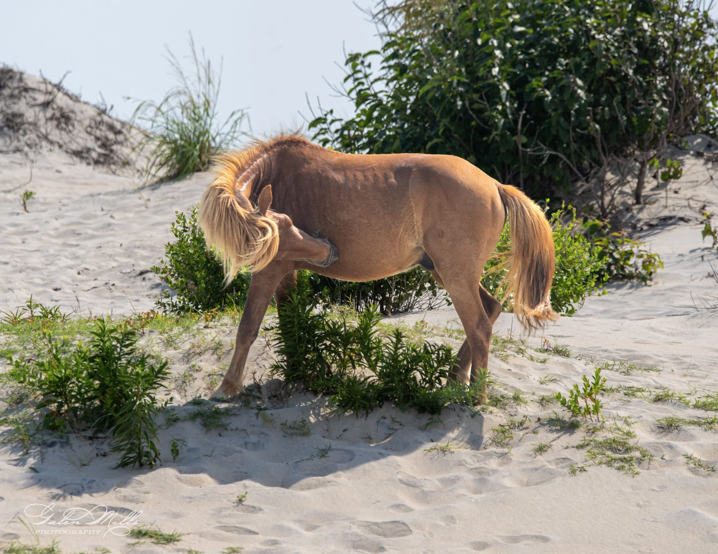 A wild horse standing in sand dunes surrounded by vegetation, scratching its leg with its head.