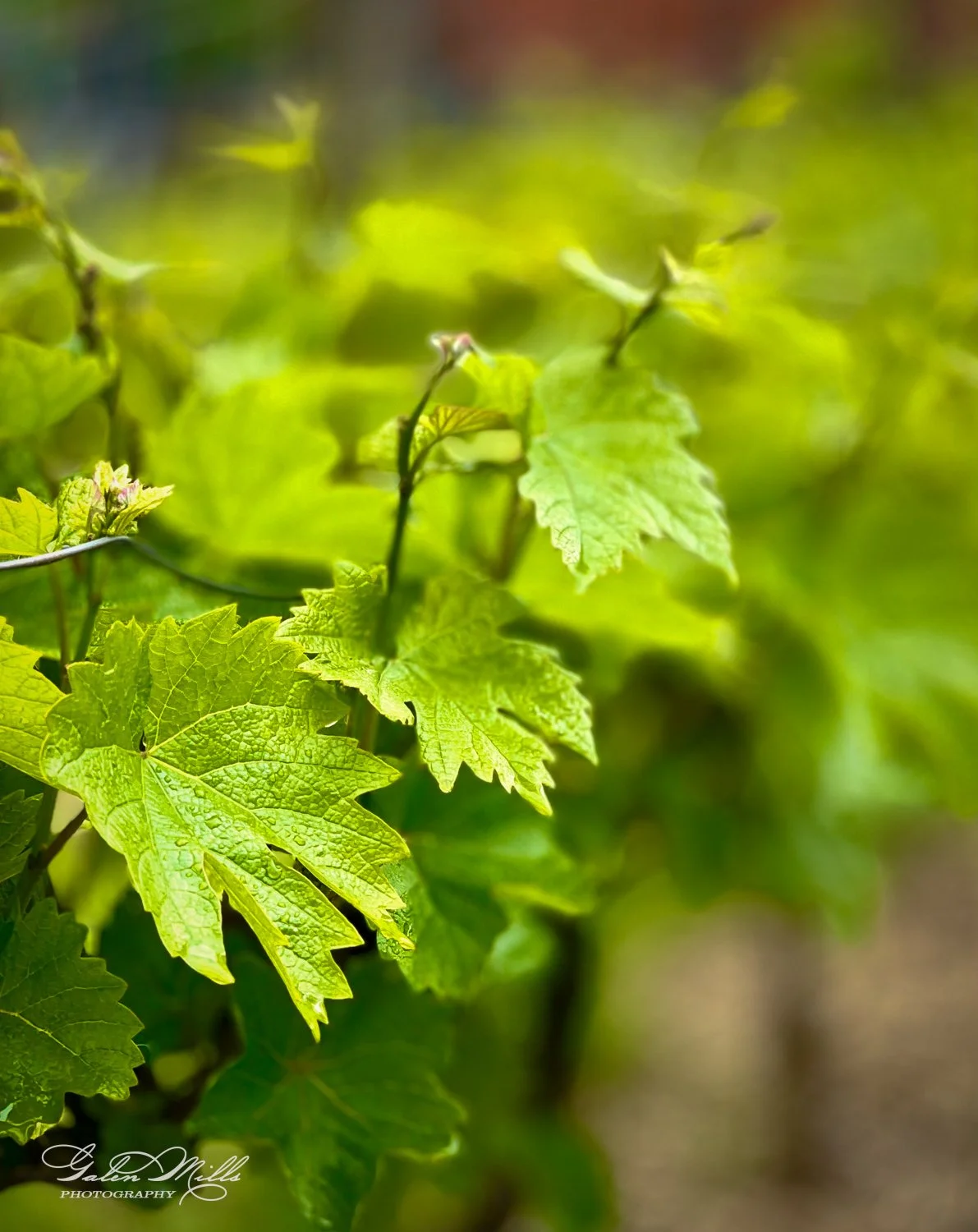 Close-up of green grapevine leaves with water droplets