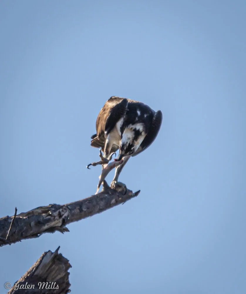 Osprey perched on tree branch against clear blue sky