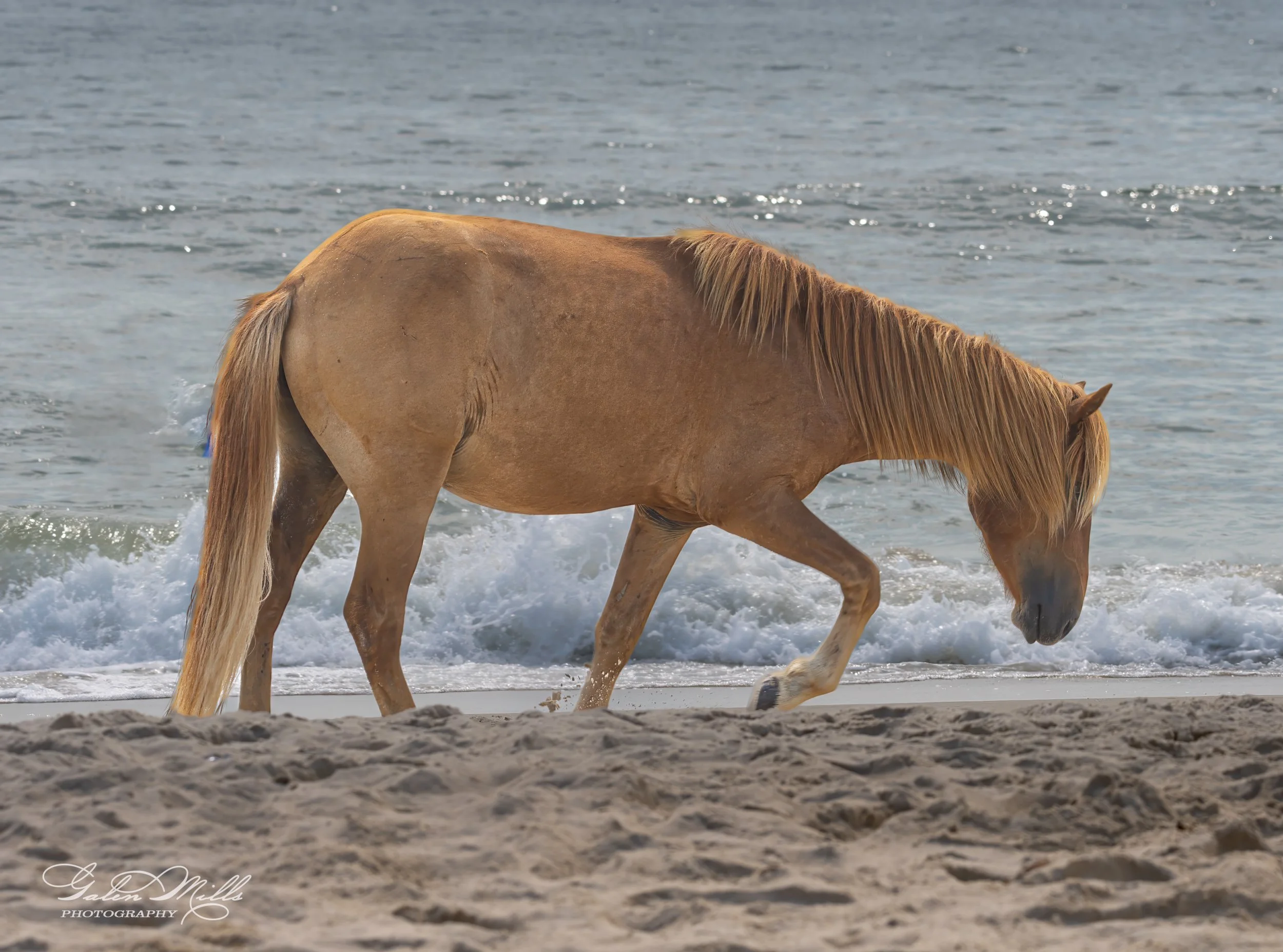 Wild horse walking along a sandy beach with waves in the background.