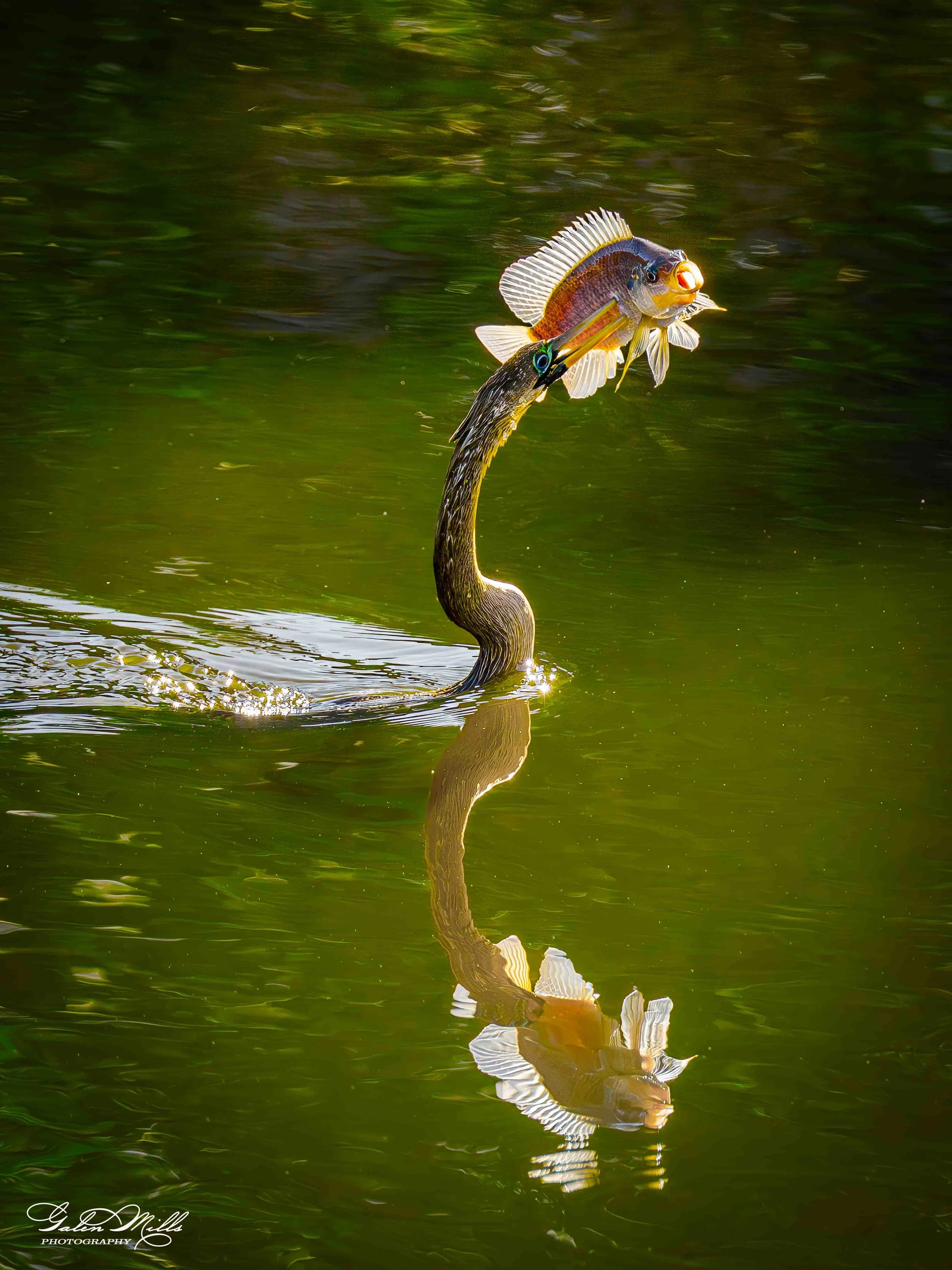 Anhinga spearing 