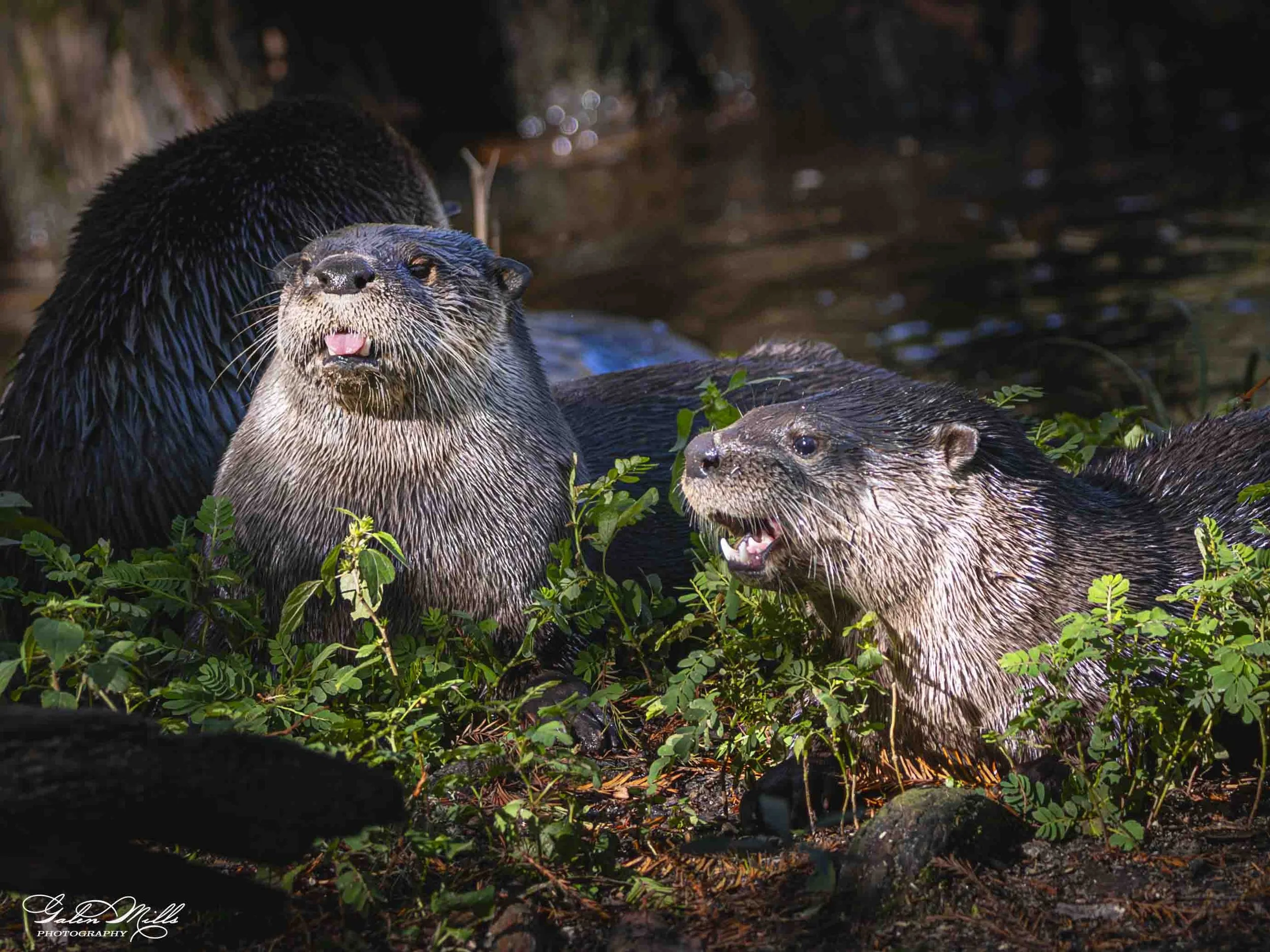 SS Wildlife a-51.jpg
