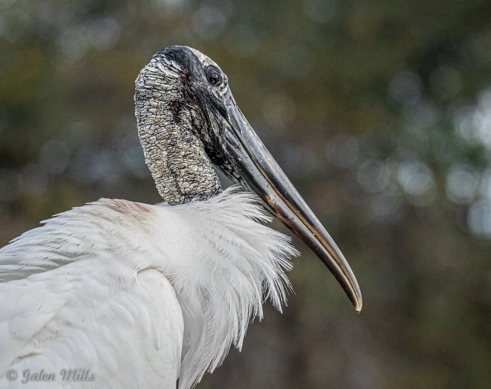 Close-up of a wood stork with a textured black and white head and long beak against a blurred natural background.