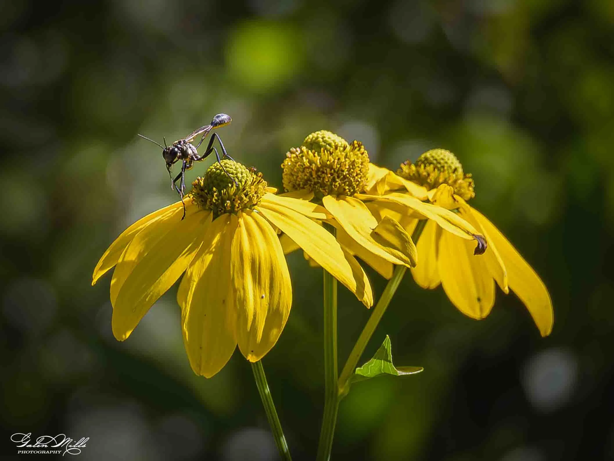 A close-up of a yellow flower with a bee harvesting nectar and pollen against a blurred green background.