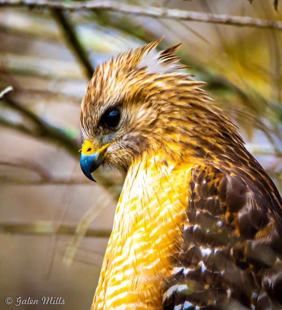 Close-up of a hawk with brown and white feathers and a sharp beak.