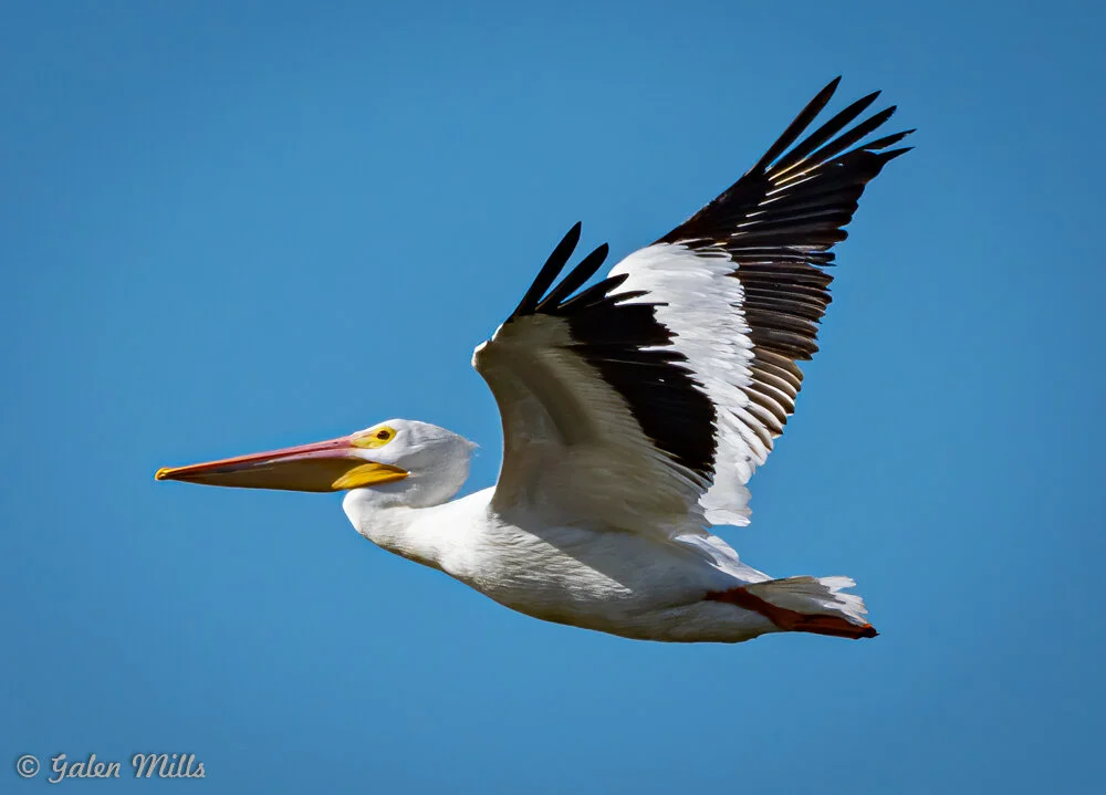 American white pelican flying with extended wings against a blue sky.
