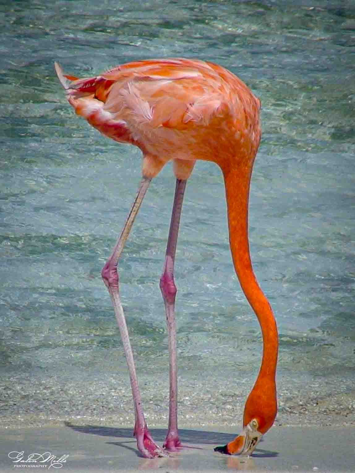 A pink flamingo with its head lowered to the water, standing in shallow water.