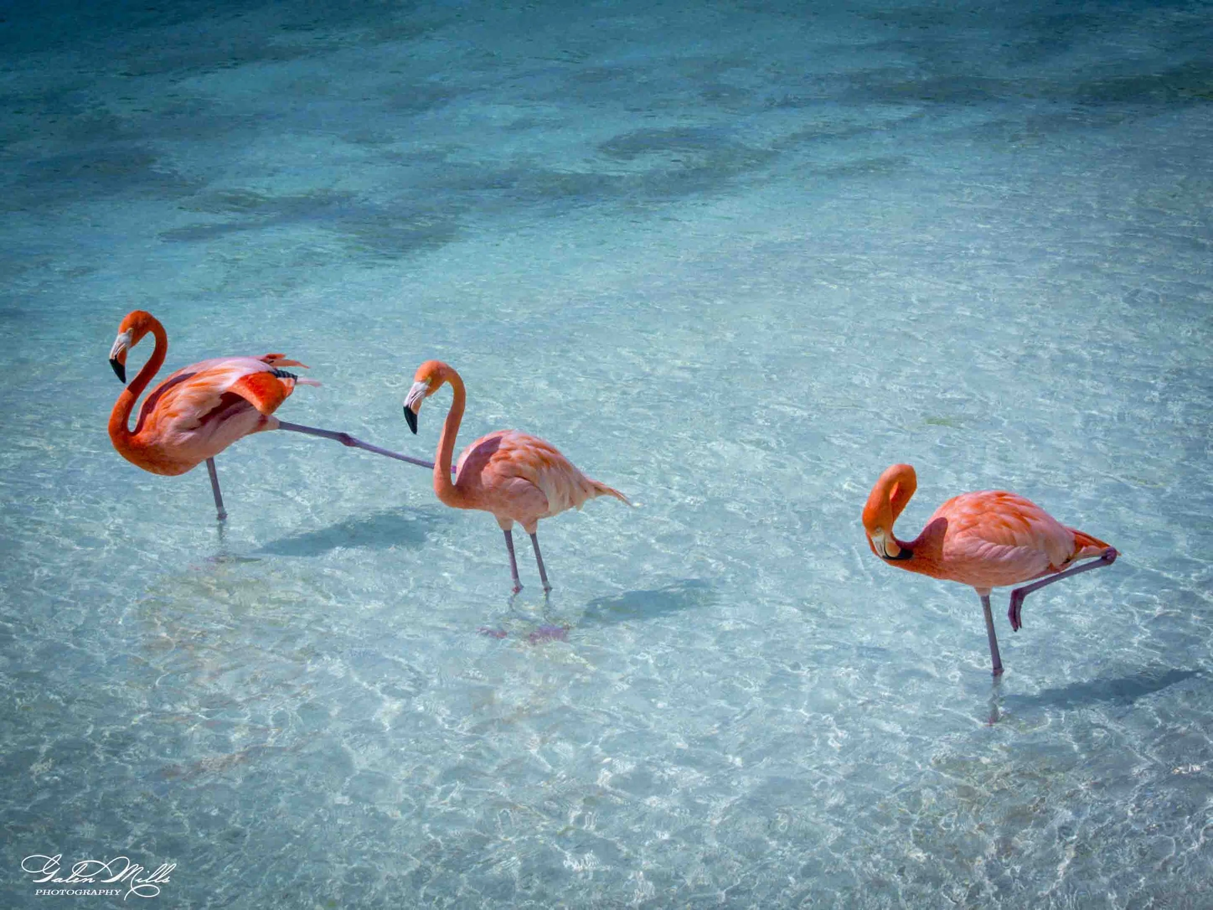 A group of pink flamingos standing in clear, shallow water with a gradient of blue shades.