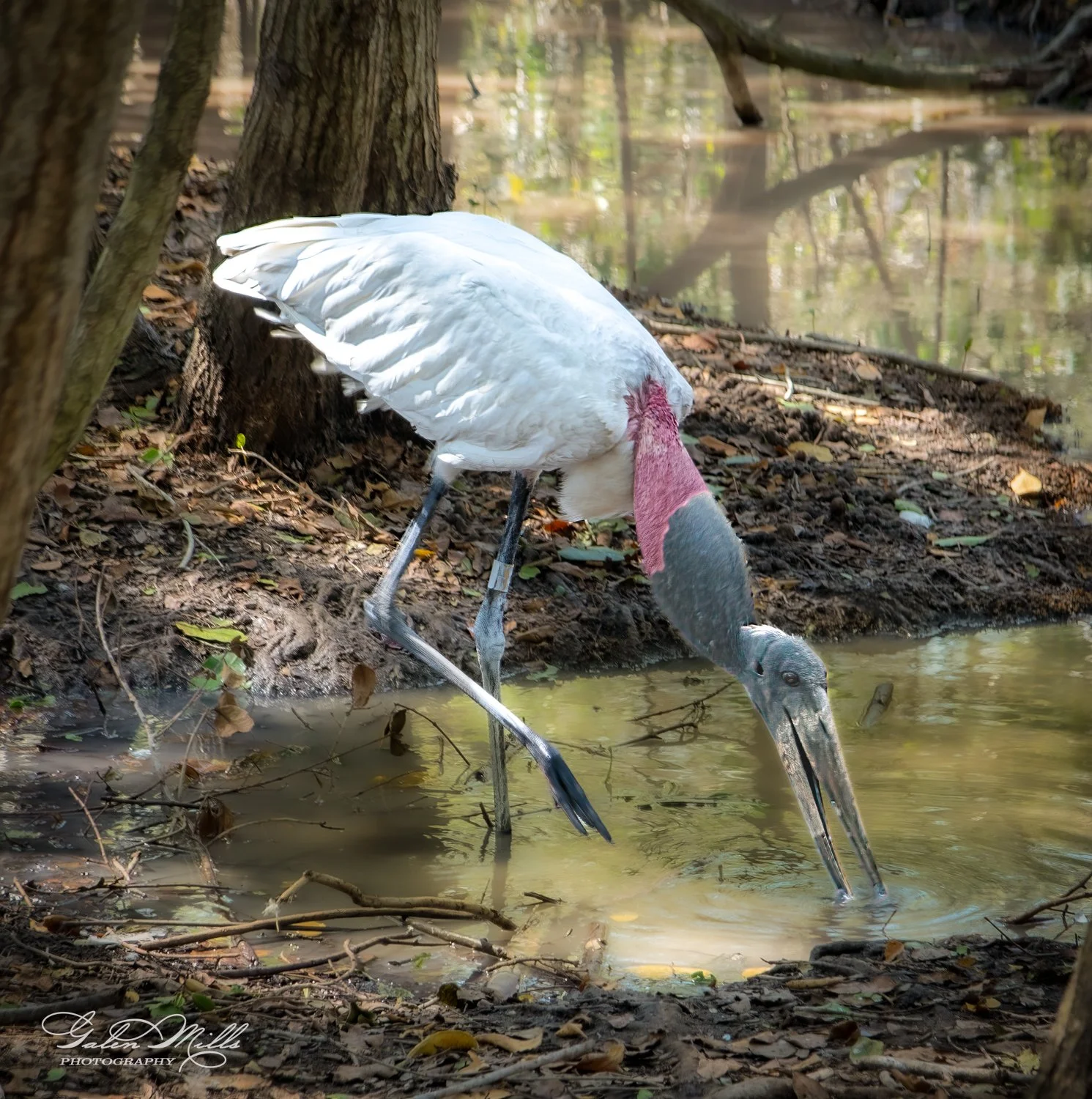 A marabou stork drinking from a muddy pond in a wooded area.