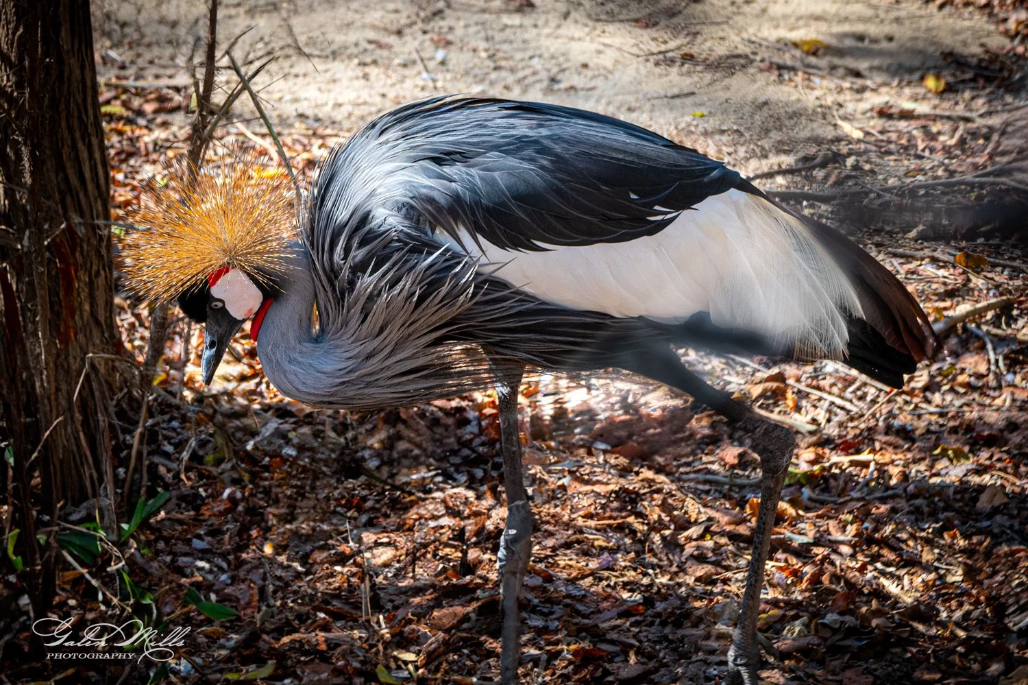 A gray crowned crane standing on the forest floor with brown leaves around it.