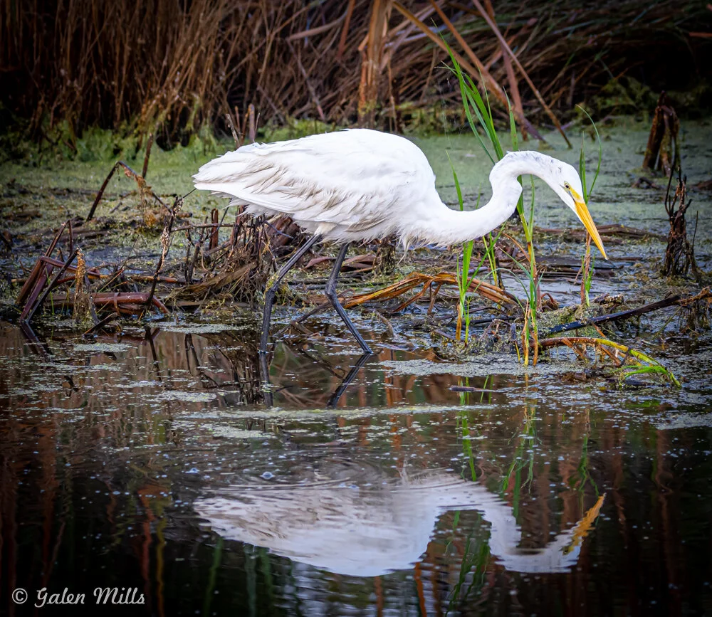 A white egret with a long yellow bill walking in a wetland area, surrounded by tall grasses and reflected in the water.