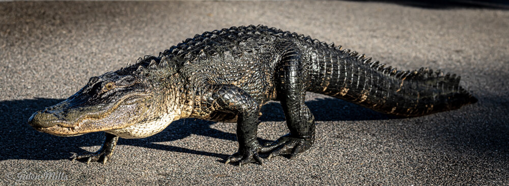 American alligator walking on pavement, showcasing its scaly texture and powerful build.